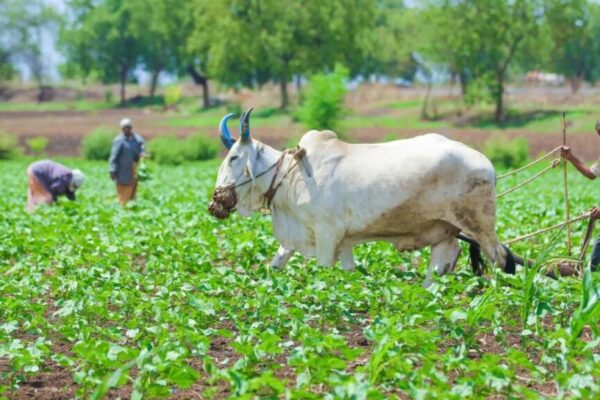 Rythu Bharosa: 15ఎకరాల్లోపు రైతుల ఖాతాల్లోకి ‘రైతుభరోసా’ నిధులు జమ.. డబ్బులు పడనివాళ్లు ఇలా చేయండి..