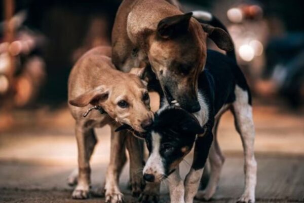 Now, Bengal schools may start feeding stray dogs to sensitise students
